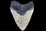 Bargain, Megalodon Tooth - North Carolina #83977-2